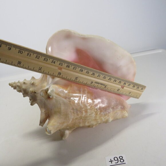 Large Real Conch Sea Shell 9.5" x 7.5" wide 5" tall has some chips - Picture 7 of 8